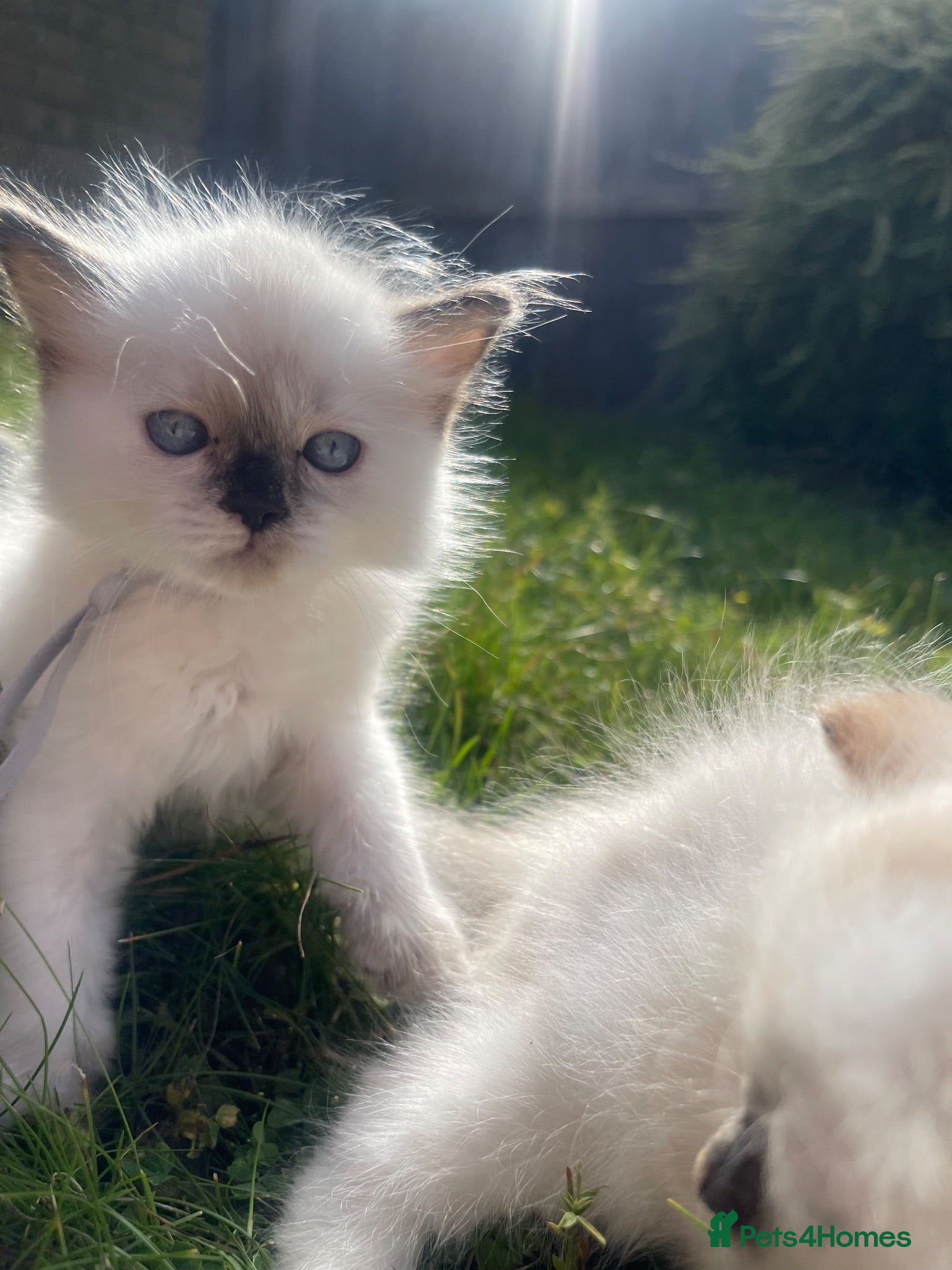 Ragdoll cats 🐾 Beautiful Ragdoll Girls rare colours 🐾 - Advert 10