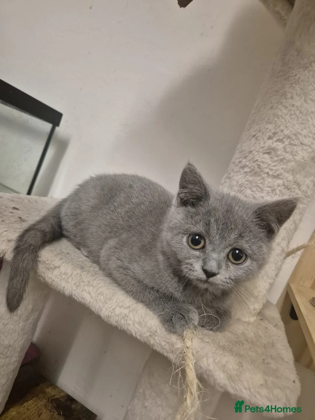 British Shorthair cats for sale: British Shorthair Kittens  - Advert 14