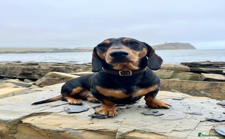 Dachshund dogs - Advert 3