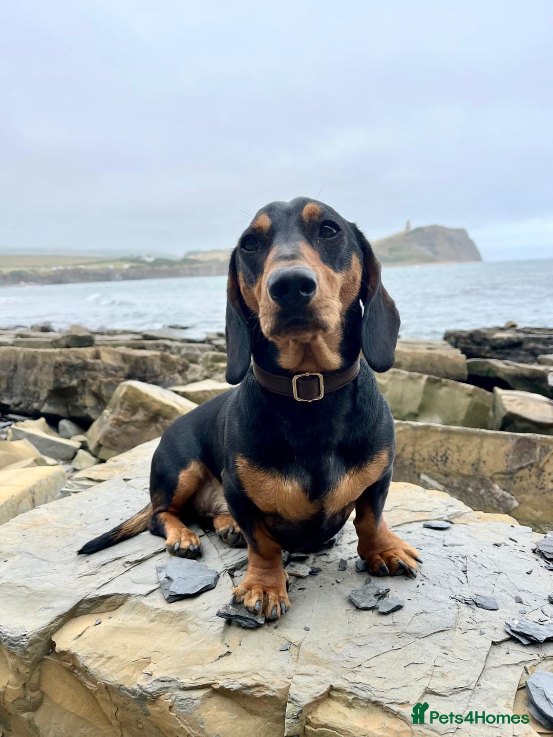 Dachshund dogs for sale: Dachshund for sale  - Image 1