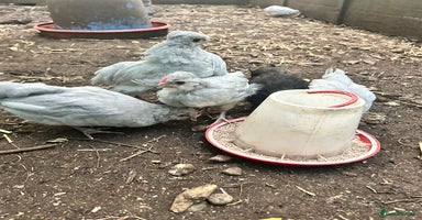 Chickens poultry - Advert 2