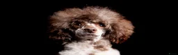 Toy Poodle dogs for stud: EXTENSIVELY DNA CLEAR BROWN MERLE POODLE STUD  in Hoddesdon - Advert 6