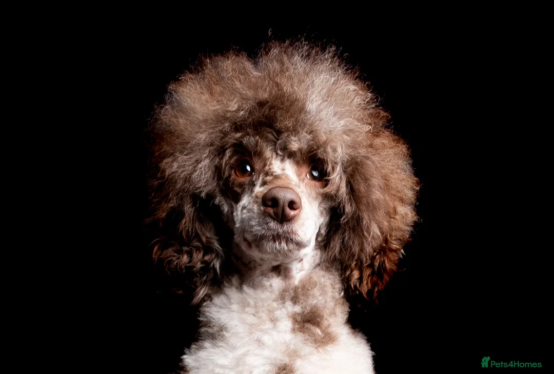 Toy Poodle dogs for stud: EXTENSIVELY DNA CLEAR BROWN MERLE POODLE STUD  in Hoddesdon - Advert 6