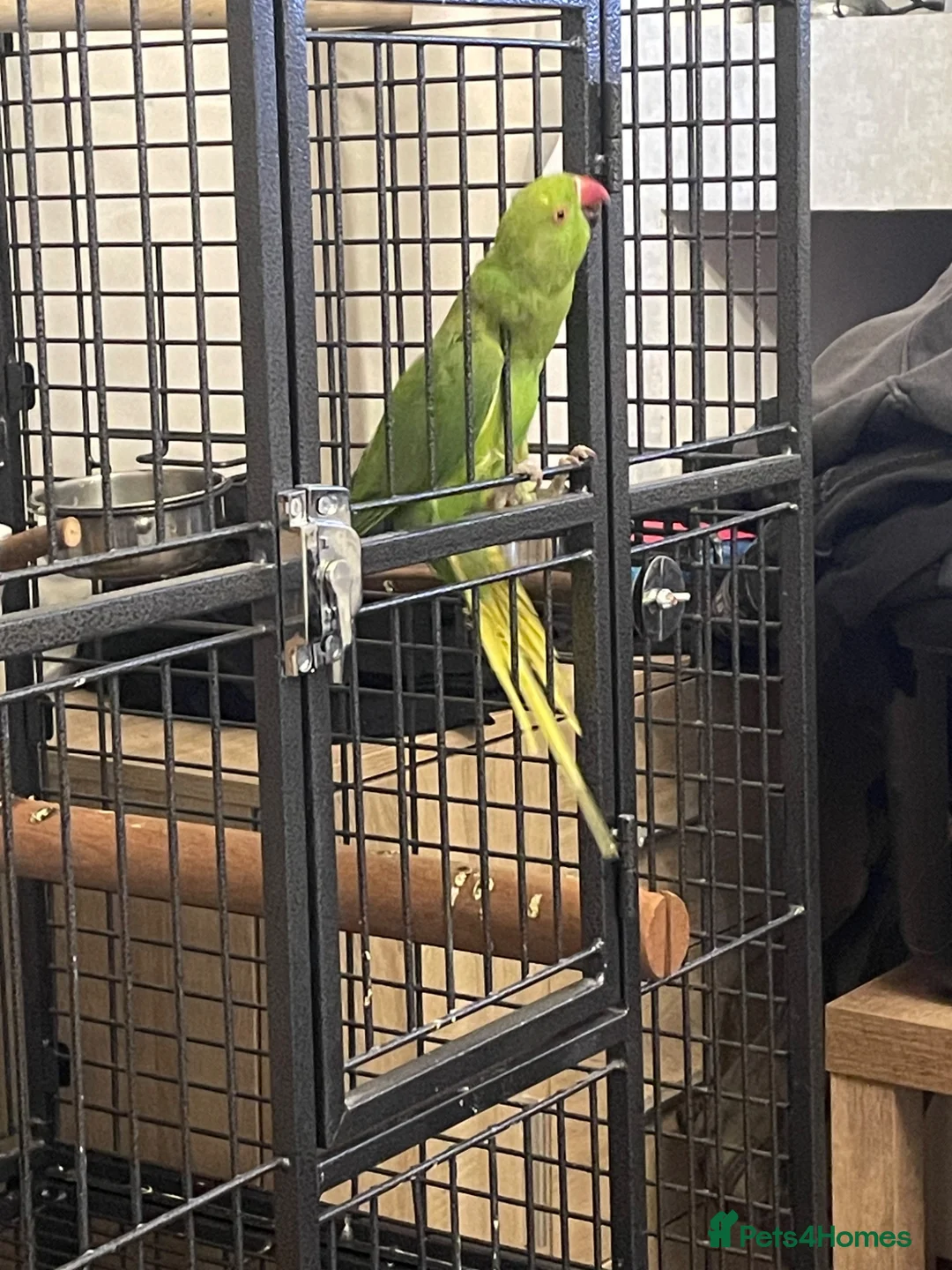 Parrots birds for sale: Green ringneck  in Brierley Hill - Advert 3