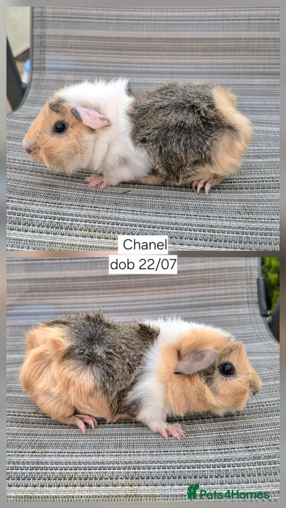 Guinea Pig rodents for sale: Two stunning baby sow guinea pigs 👀🏡 - Advert 1