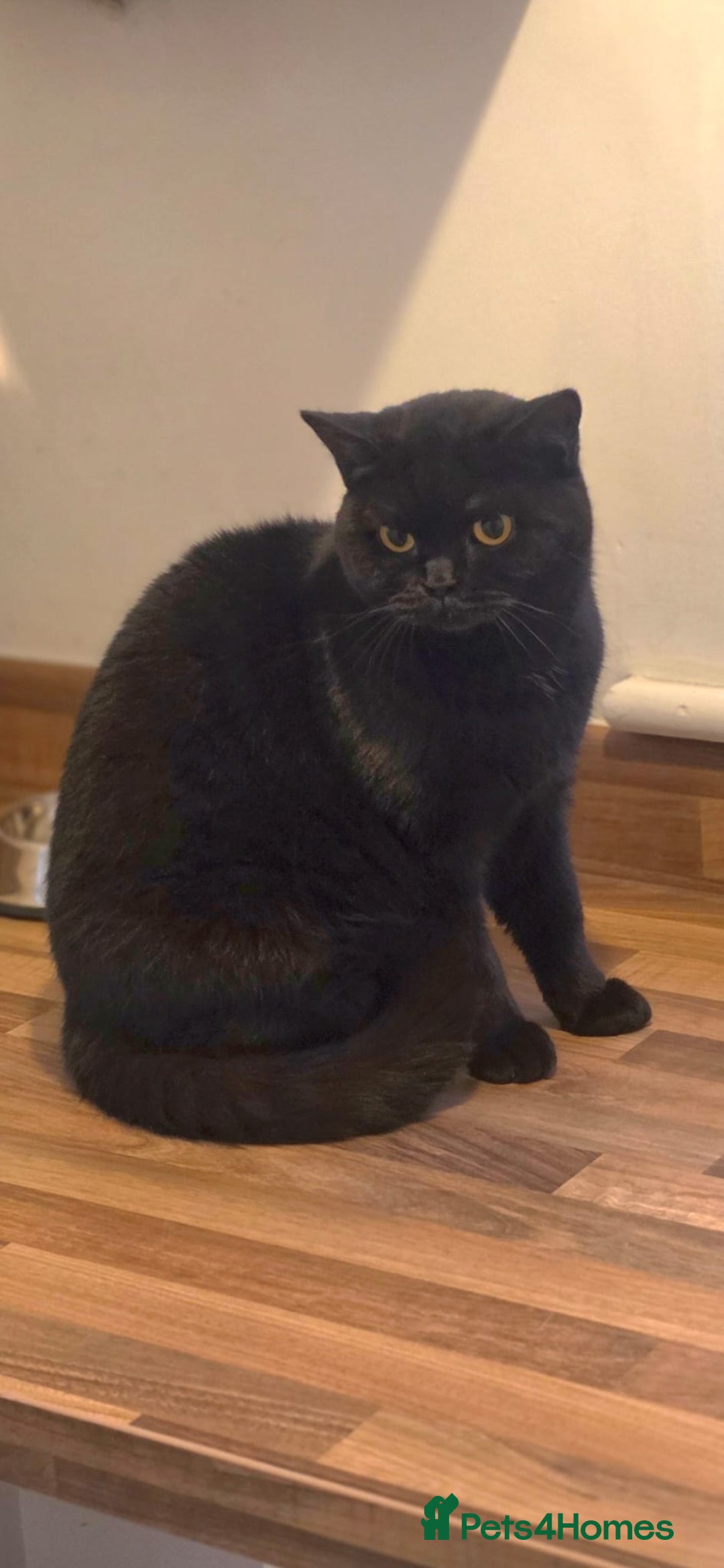 British Shorthair cats Female 1 year old needs loving new home - Advert 2