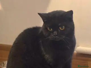 British Shorthair cats Female 1 year old needs loving new home - Advert 11