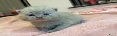 British Shorthair Kitten 5