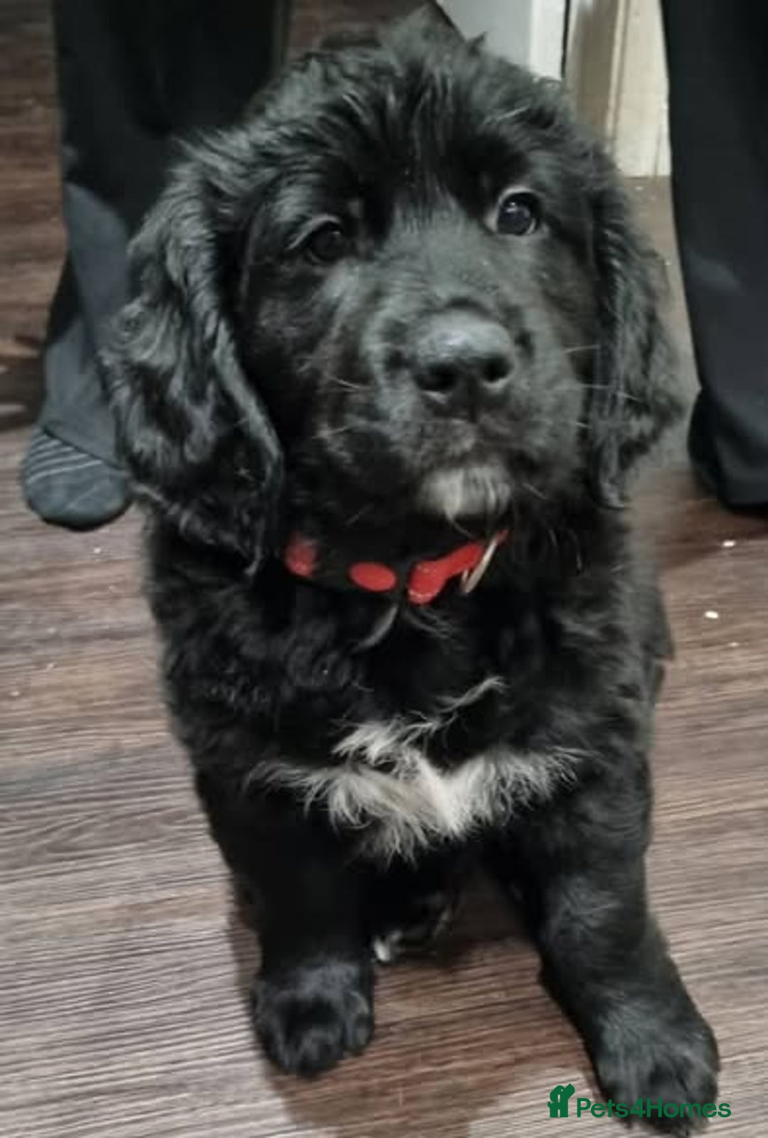 Mixed Breed dogs for sale: Golden Mountain Dog Pups - Advert 1