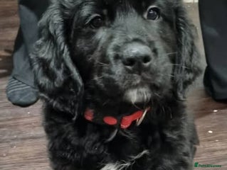 Mixed Breed dogs Golden Mountain Dog Pups - Advert 2