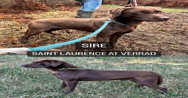 Labrador Retriever dogs - Advert 3