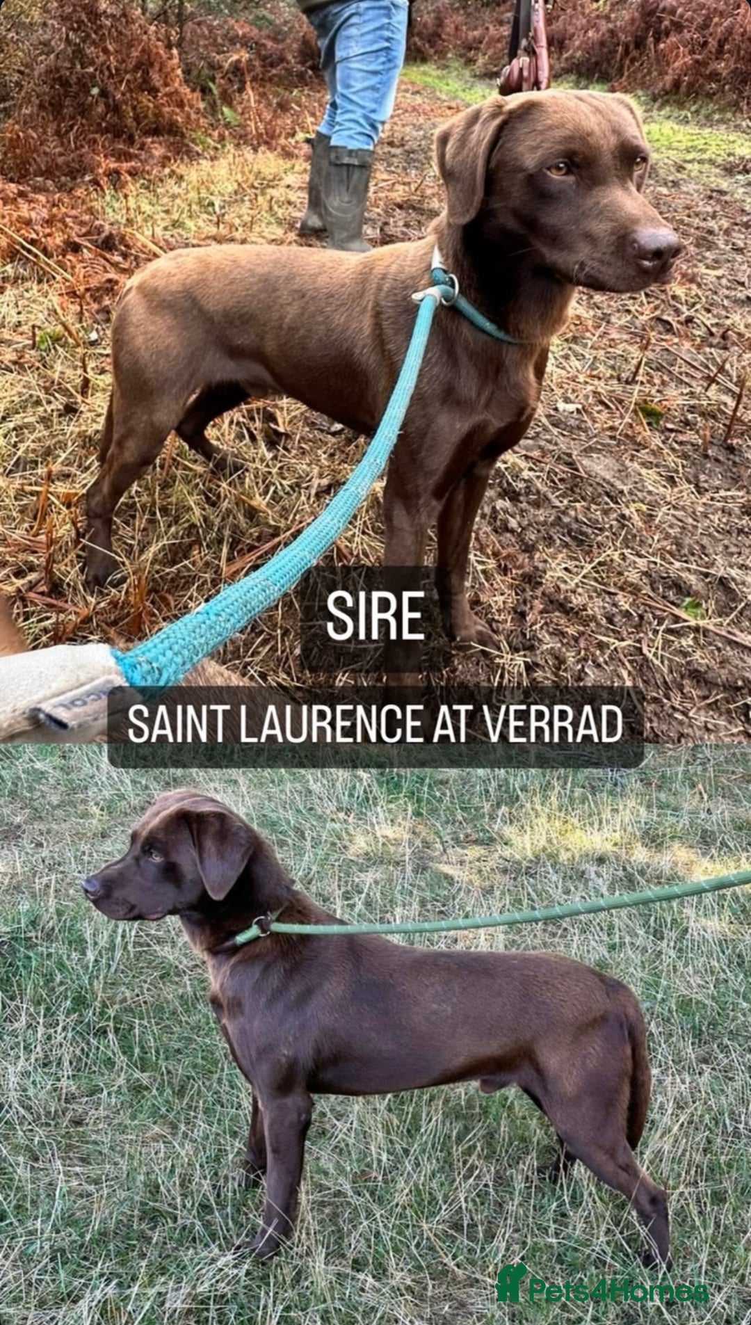 Labrador Retriever dogs for sale: 🖤🤎Superb, Kc Reg, Health Tested, Lab Pups🤎🖤 - Advert 2