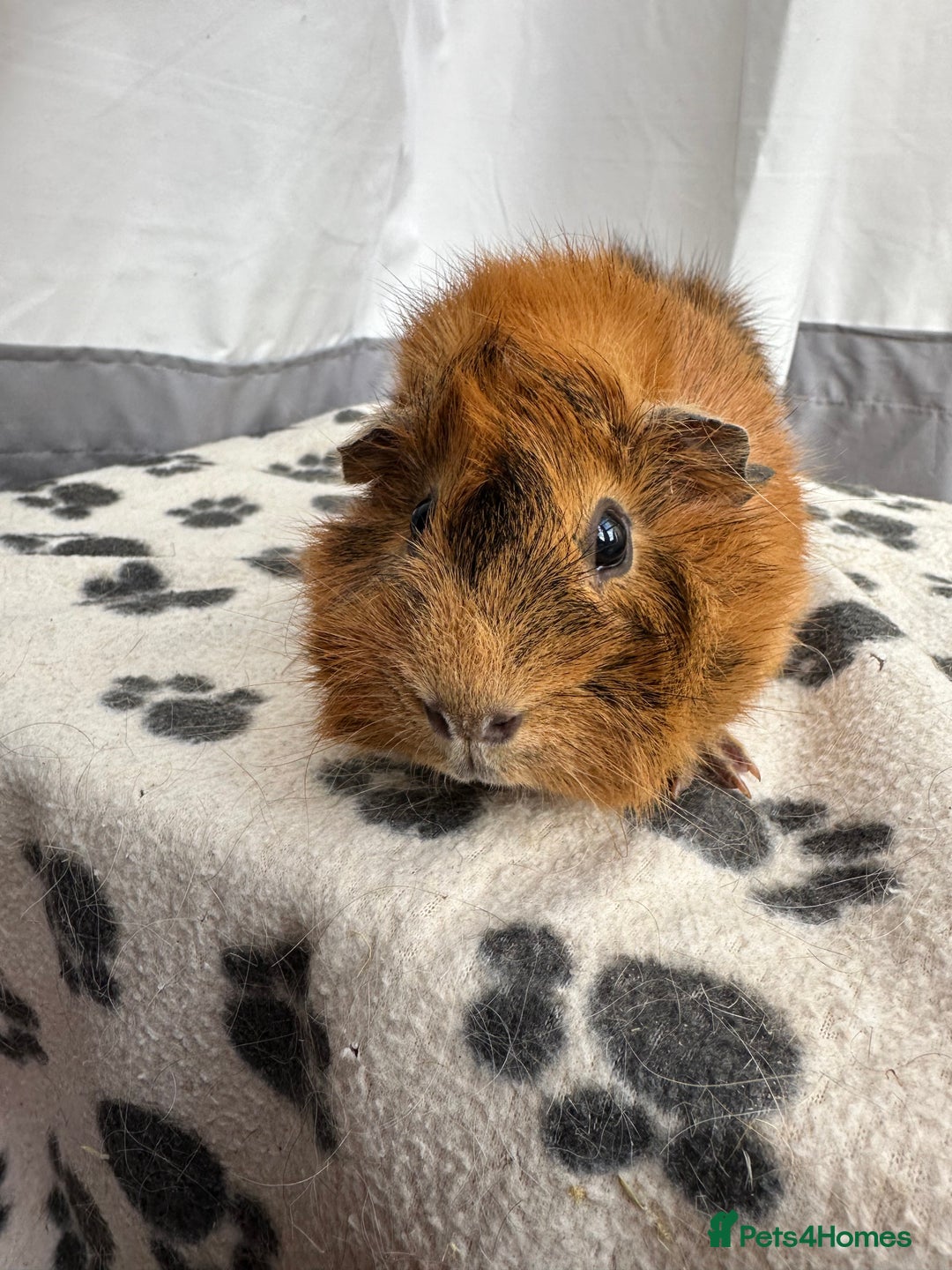 Guinea Pig rodents for sale: Female guinea pig  - Advert 3