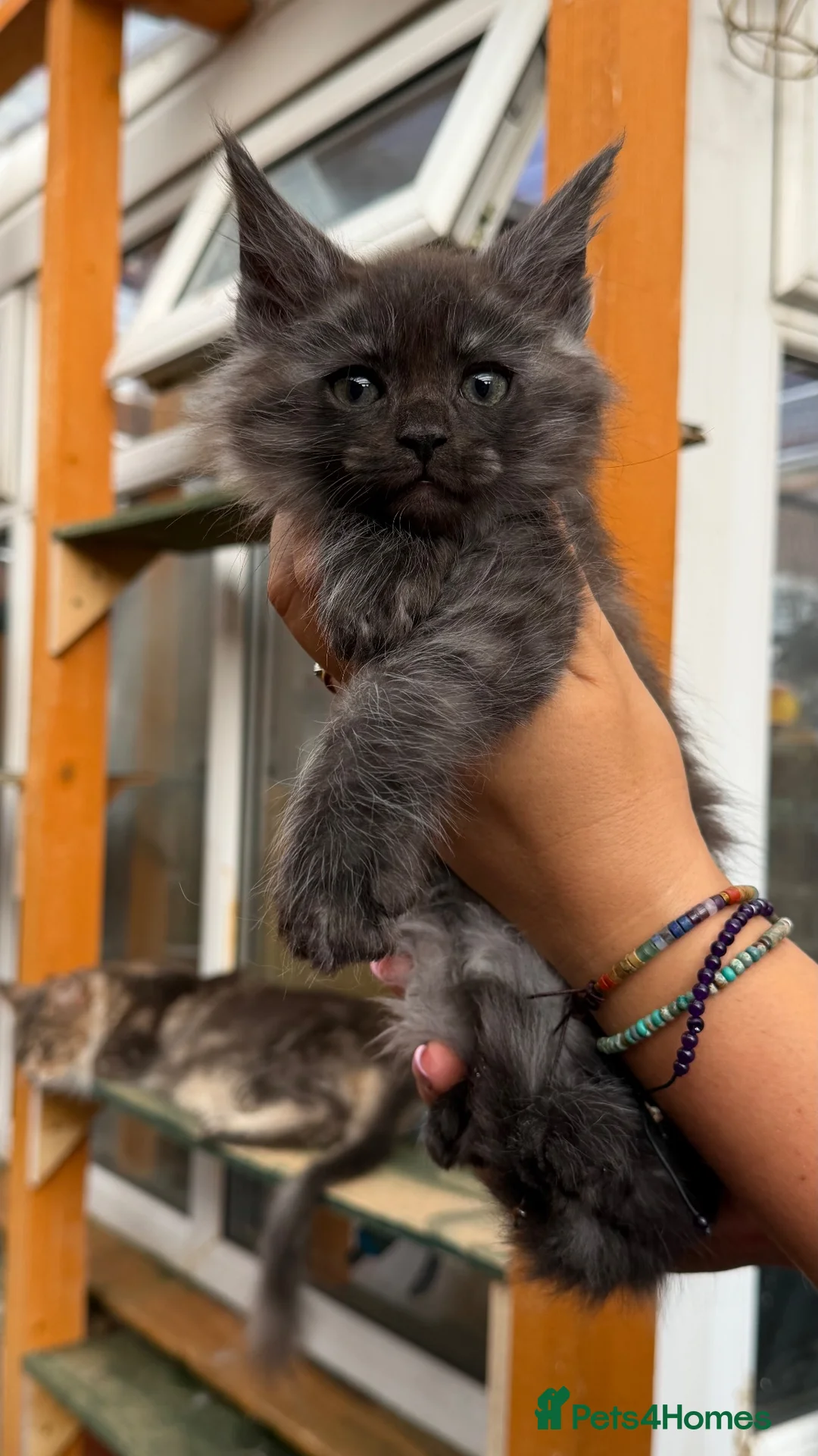 Maine Coon cats for sale: GCCF Fully Registered Maine Coon Kittens  - Advert 2