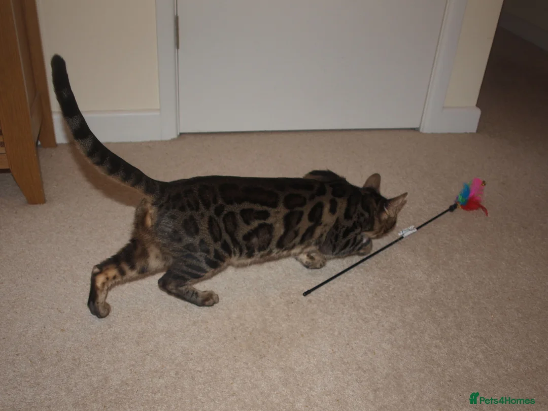 Bengal cats for sale: Stunning Bengal Female Cat - Advert 3