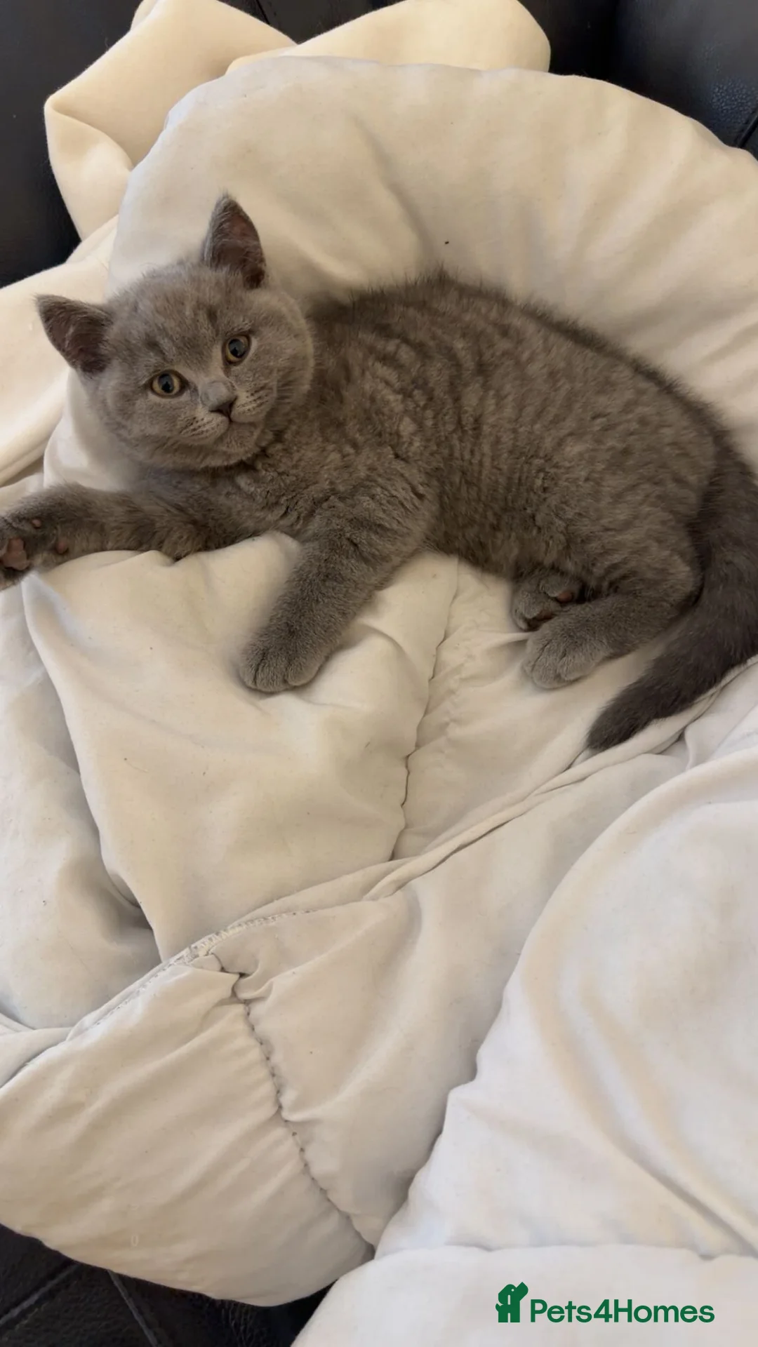 British Shorthair cats for sale: Ready to go to there forever homes 🏡 😌 💕  - Advert 2