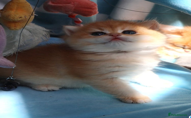 British Shorthair cats 🧿✨Exclusive Golden British Shorthair babies 🧿 - Advert 6