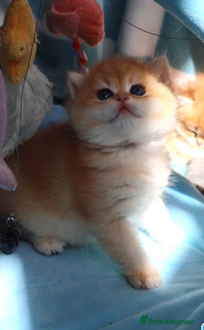 British Shorthair cats 🧿✨Exclusive Golden British Shorthair babies 🧿 - Advert 6