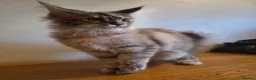Maine Coon cats for sale: 😻 Blue Tabby Maine Coon XXL Russian Line Female  - Advert 3