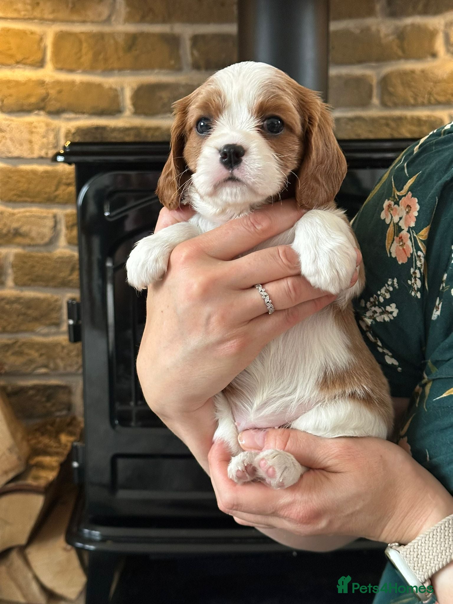 Cavalier King Charles Spaniel dogs Fully Health Tested Blenheim CKCS Puppies - Advert 4