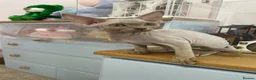 Devon Rex cats for sale: beautiful Devon Rex kittens  - Advert 8