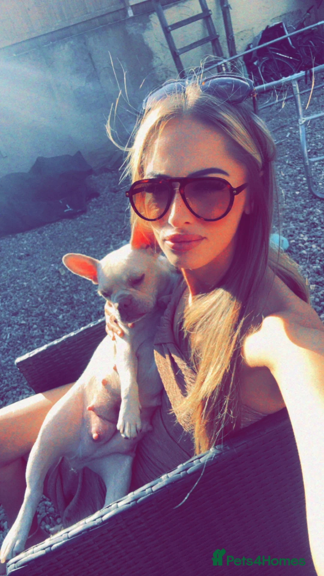 French Bulldog dogs for sale: French bulldog puppies for sale  in Wakefield - Advert 7