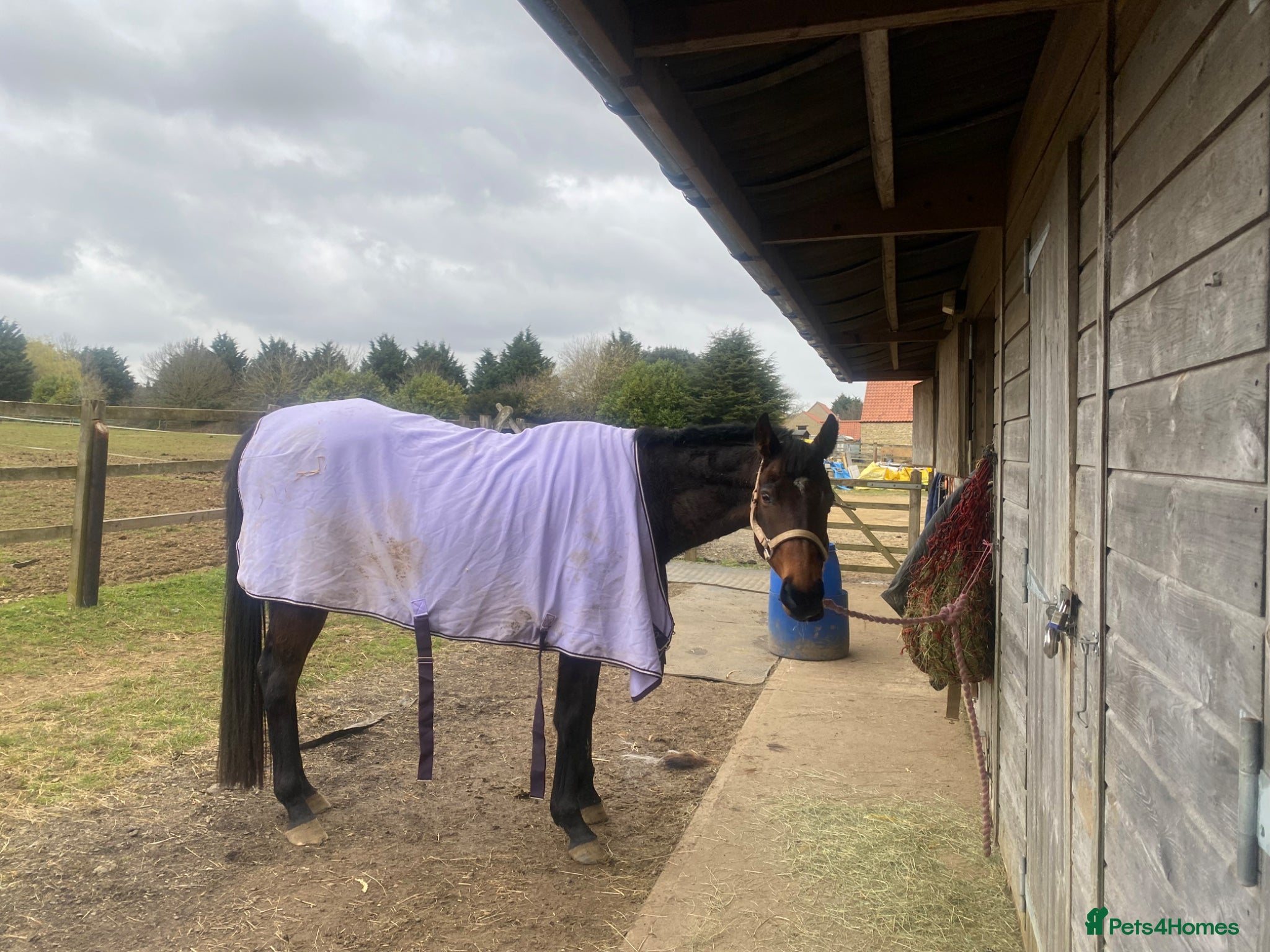 Irish Thoroughbred horses TB mare as companion or dressage project  - Advert 2