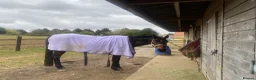 Irish Thoroughbred horses for sale: TB mare as companion or dressage project  - Advert 1