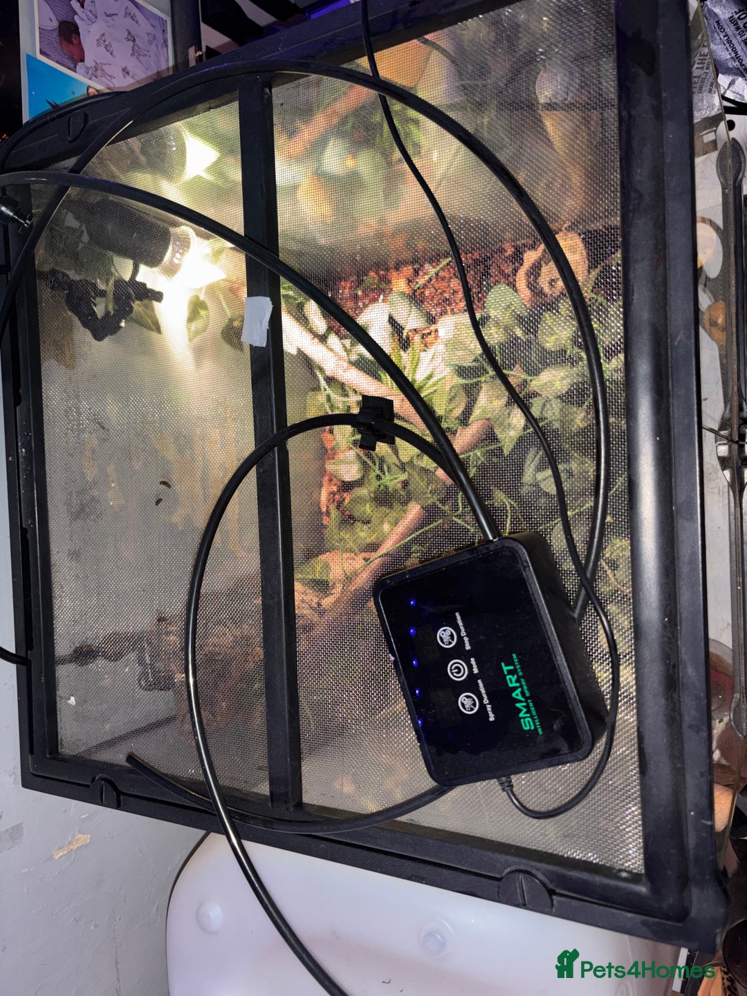 Gecko reptiles for sale: crested gecko full set up male and female  - Advert 8