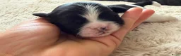 Shih Tzu dogs for sale: Imperial Shih Tzu - Advert 12