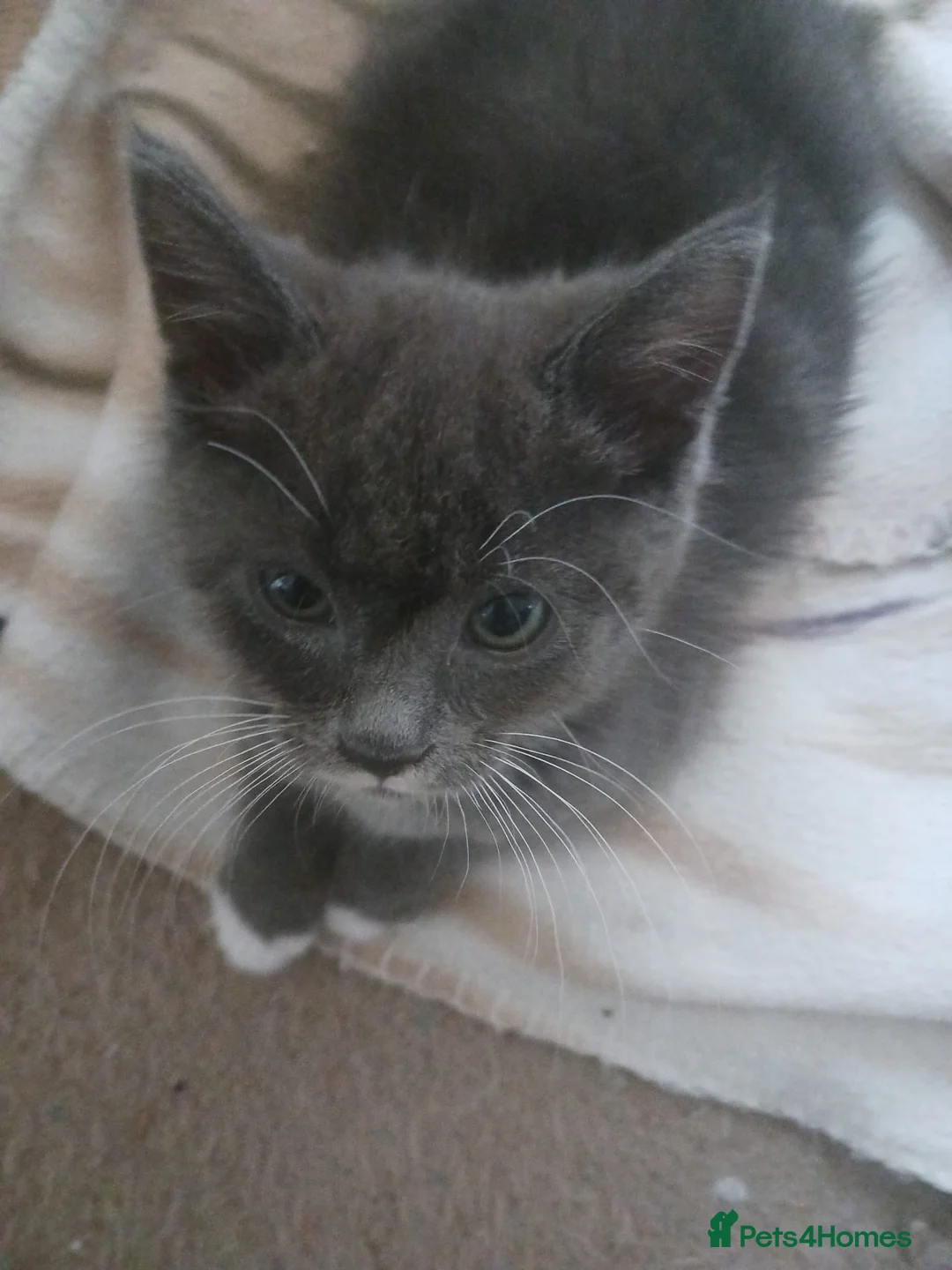 Ragdoll cats for sale: CUTE RARE BLUE COLOUR RAGDOLL KITTENS  - Advert 11