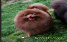 Pomeranian dogs for sale: Rare miniature Teddy face pomeranian puppies  - Image 40