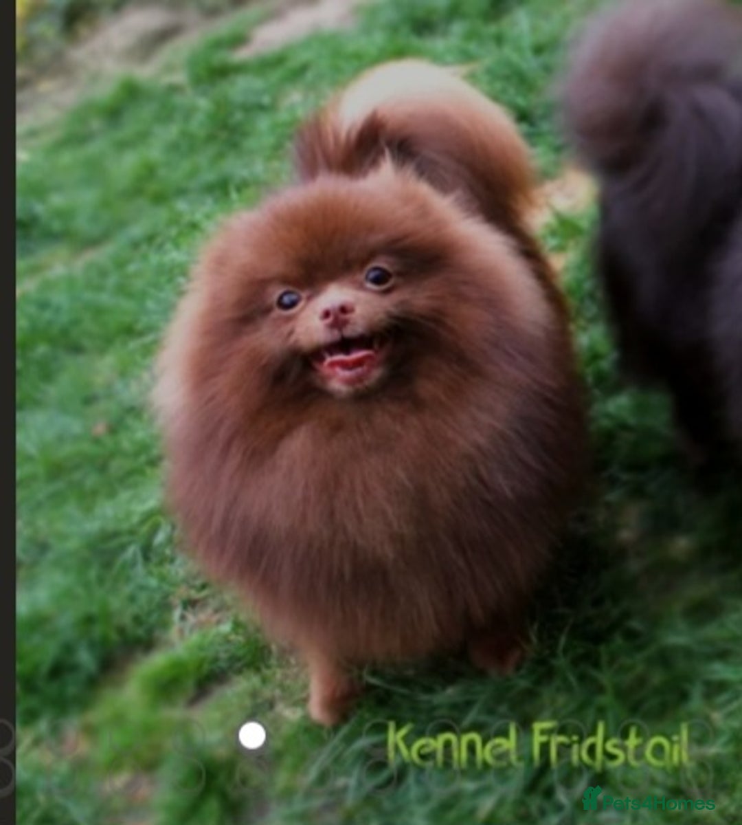 Pomeranian dogs for sale: Rare miniature Teddy face pomeranian puppies  - Image 40