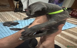 Cane Corso dogs for sale: Pure Pedigree Cane Corso Puppies - Image 30