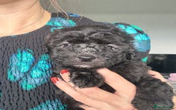 Shihpoo dogs for sale: Shihpoo 3 boys/1 girl - Advert 3