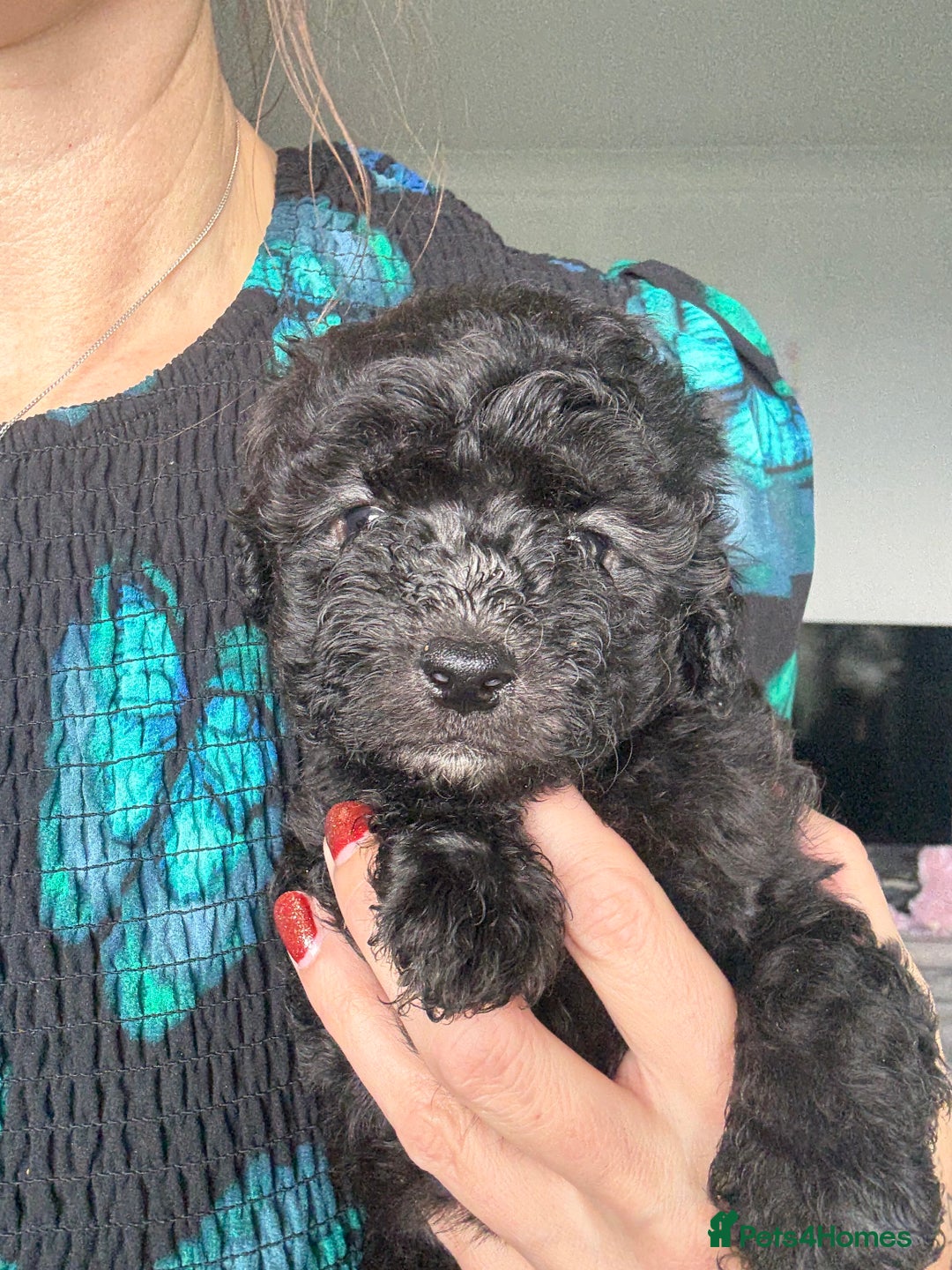 Shihpoo dogs for sale: Shihpoo 3 boys/1 girl - Advert 3