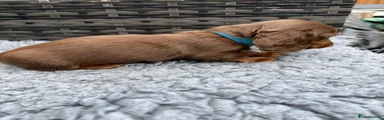 Dachshund 2