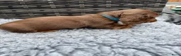 Dachshund dogs for sale:  Two Miniature long hair dachshund puppy’s  - Advert 8