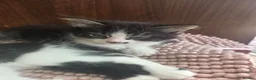 Mixed Breed cats for sale: Cute kittens for sale (NEED GONE ASAP) - Advert 21