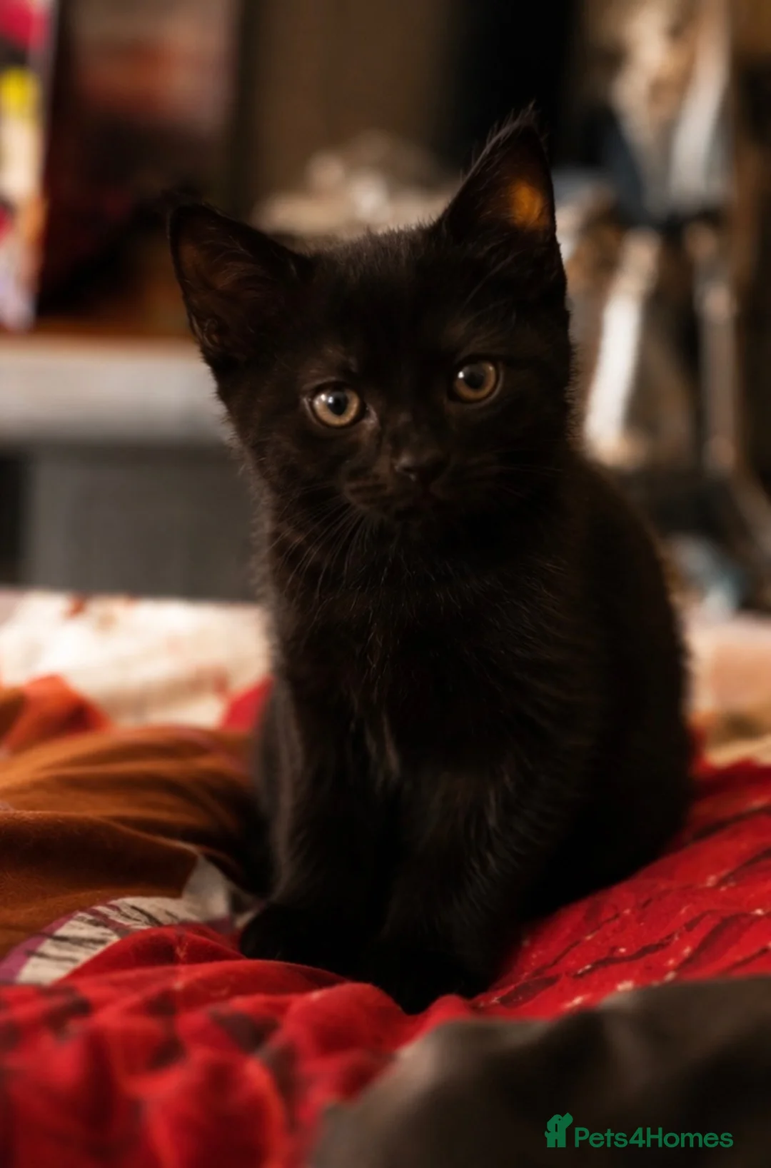 Bombay cats for sale: Black male kitten  in Peterborough - Advert 2