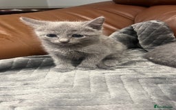 Russian Blue cats for sale: 😻😻The most adorable Russian blue kitten for sale - Image 9