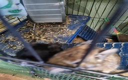 Degus rodents for sale: A pair of degus and cage looking for a new home - Image 3