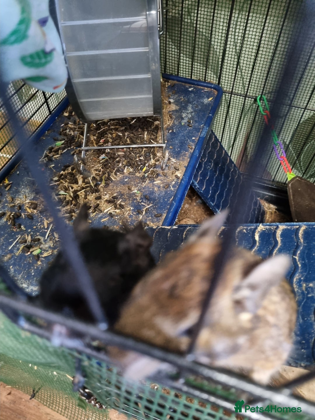 Degus rodents for sale: A pair of degus and cage looking for a new home - Image 3