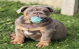 English Bulldog dogs for sale: Quality English bulldog now reduced  - Image 9