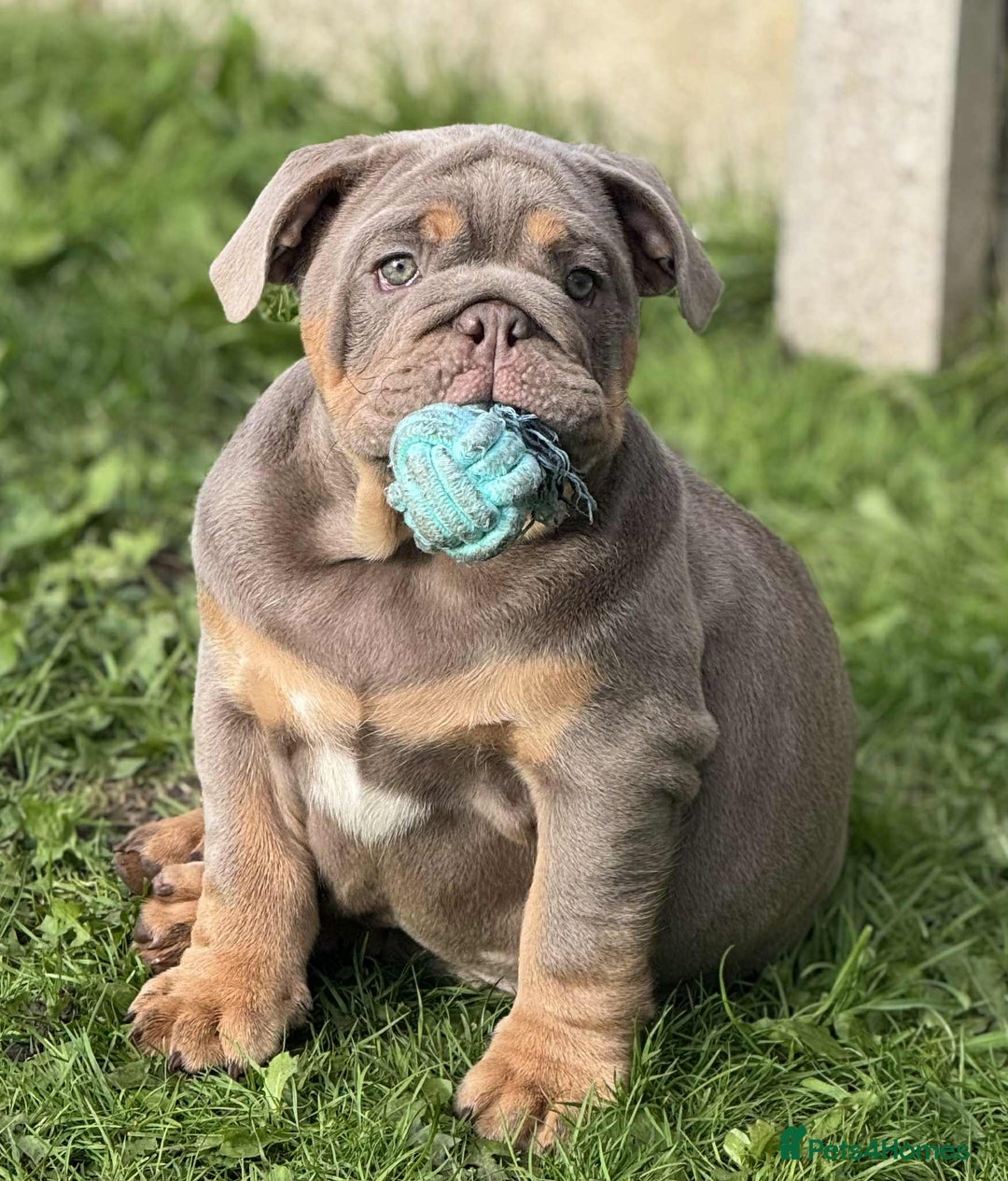 English Bulldog dogs for sale: Quality English bulldog now reduced  - Image 9