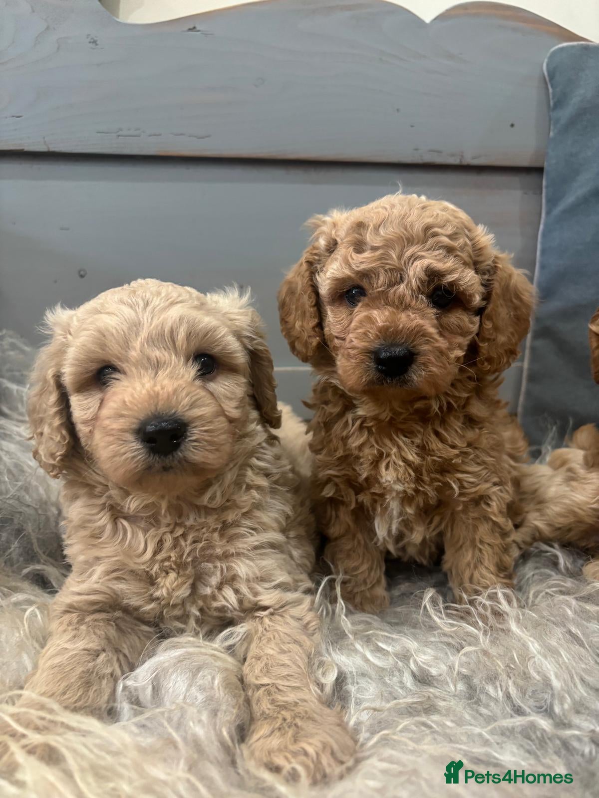 Cavapoochon dogs Beautiful Cavapoochon Puppies - Advert 1