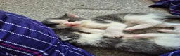 Ragdoll cats for sale: Half ragdoll kittens - Advert 33