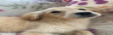 Golden Retriever 3