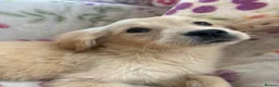 Golden Retriever dogs for sale: Golden retriever pups  in Midhurst - Advert 3