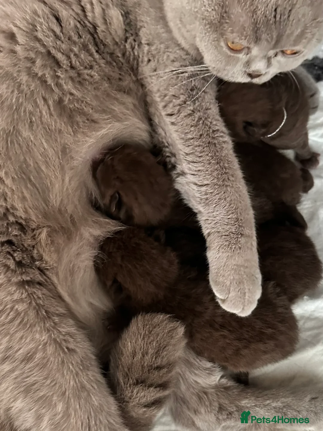 British Shorthair cats for sale: British Shorthair Chunky Chocolate Kittens🐻 - Advert 39